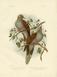 Crested bronse Wing eller Crested Pigeon, 1891